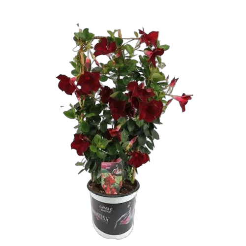 Мандевилла или Дипладения бордовая - Mandevilla D19 H70