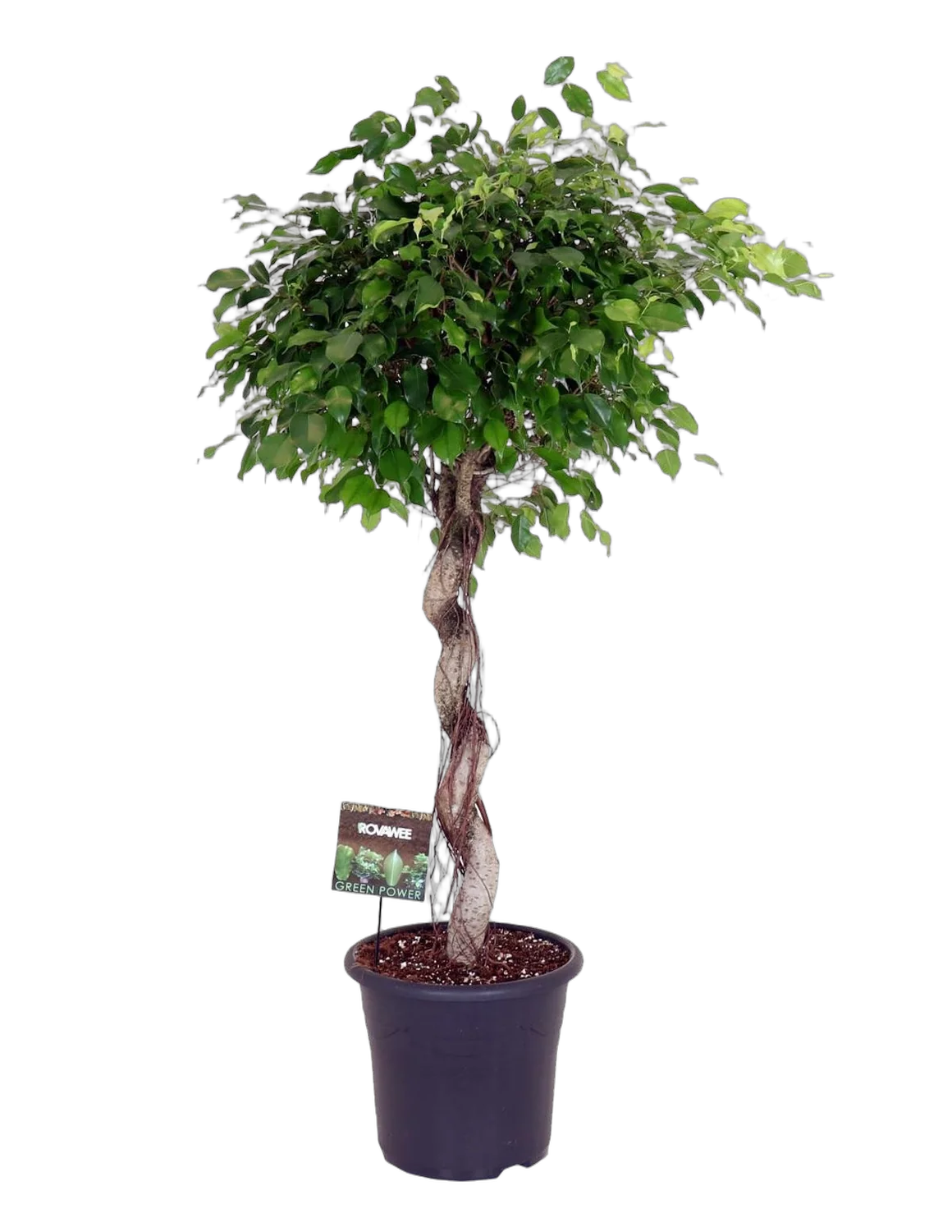 Фикус Бенджамина Экзотика спираль - Ficus benjamina Exotica D32 H140