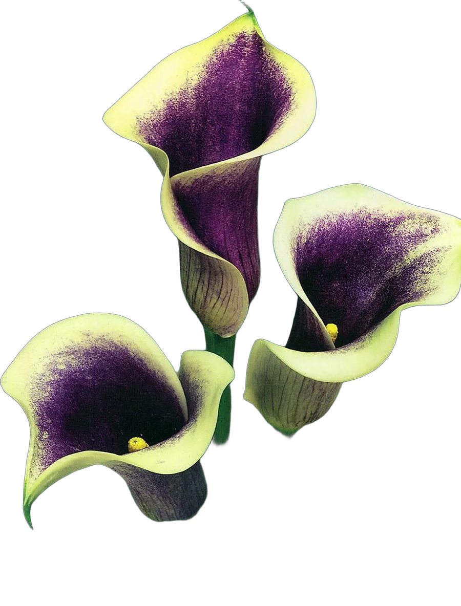 Калла (Zantedeschia) бело-фиолетовая - Calla D12 H40