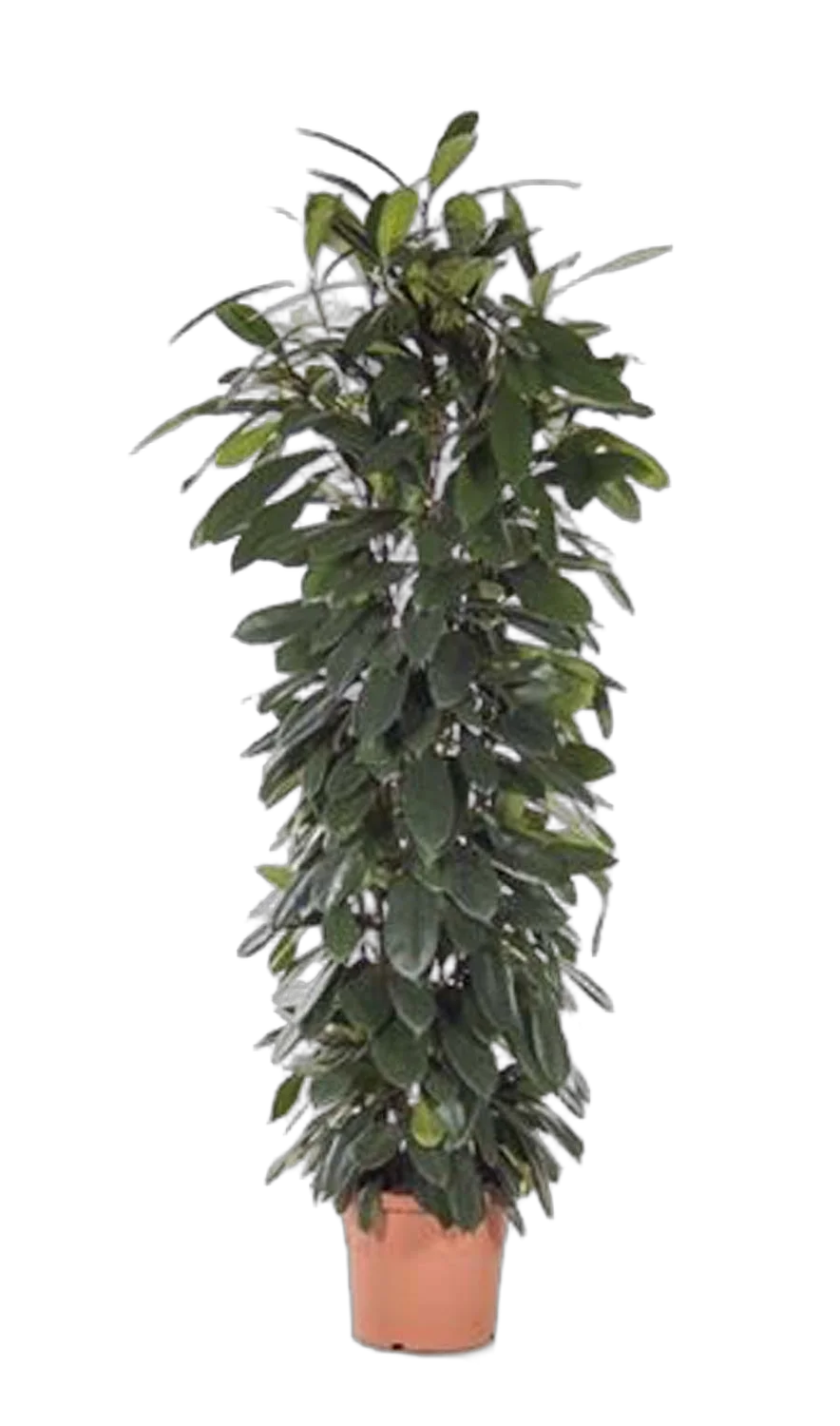 Фикус Циатистипула - Ficus Cyatistipula Zuil D32 H180