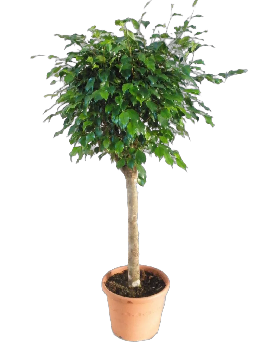 Фикус Бенджамина Экзотика - Ficus benjamina Exotica D24 H110
