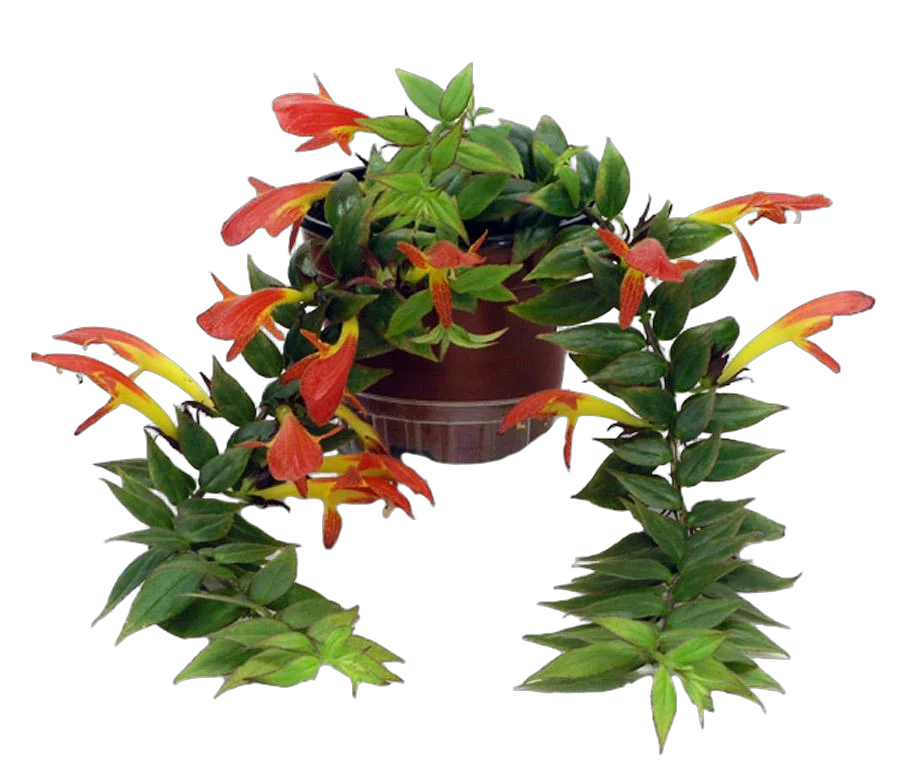 Колумнея - Columnea Early Bird D15 H25