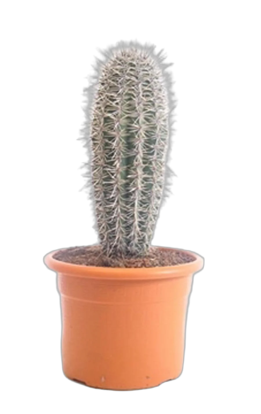 Пахицереус Прингля - Pachycereus pringlei D18 H35