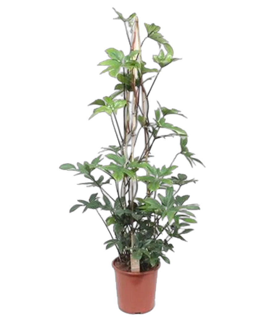 Филодендрон стоповидный пирамида - Philodendron Pedatum Piramide D27 H150