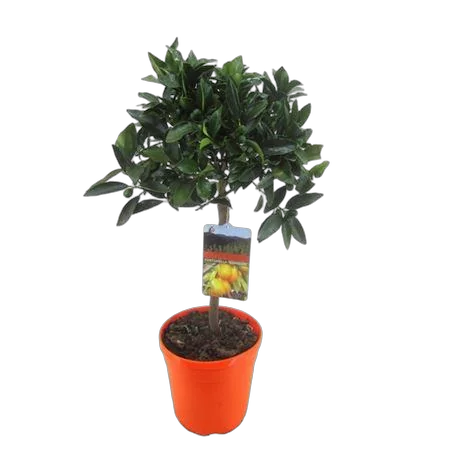 Кумкват - Kumquat D22 H70