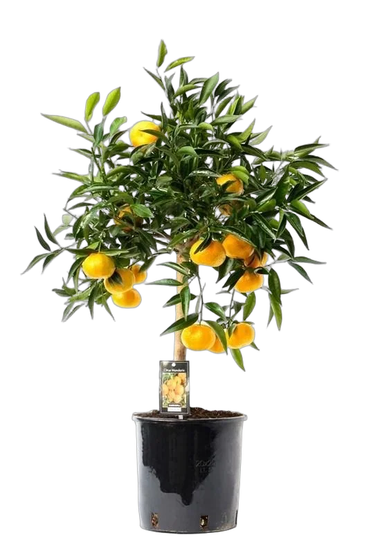 Клементин - Citrus clementina D22 H100