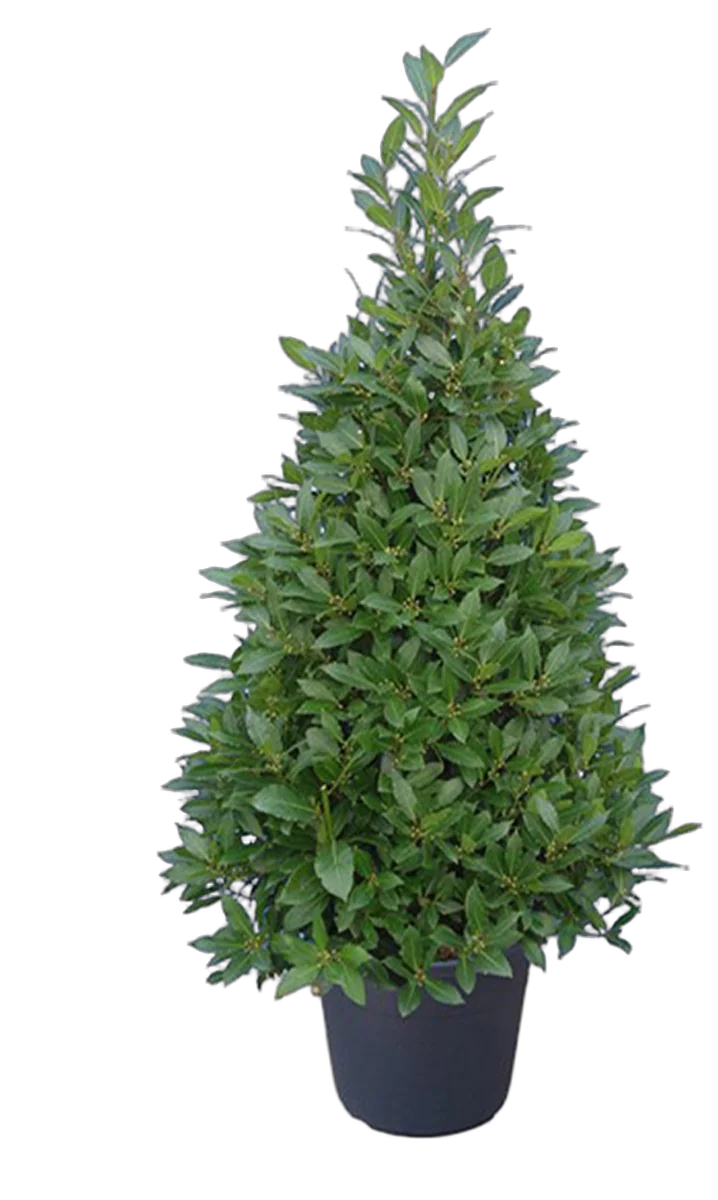 Лавр благородный пирамида - Lurus nbilis D32 H200