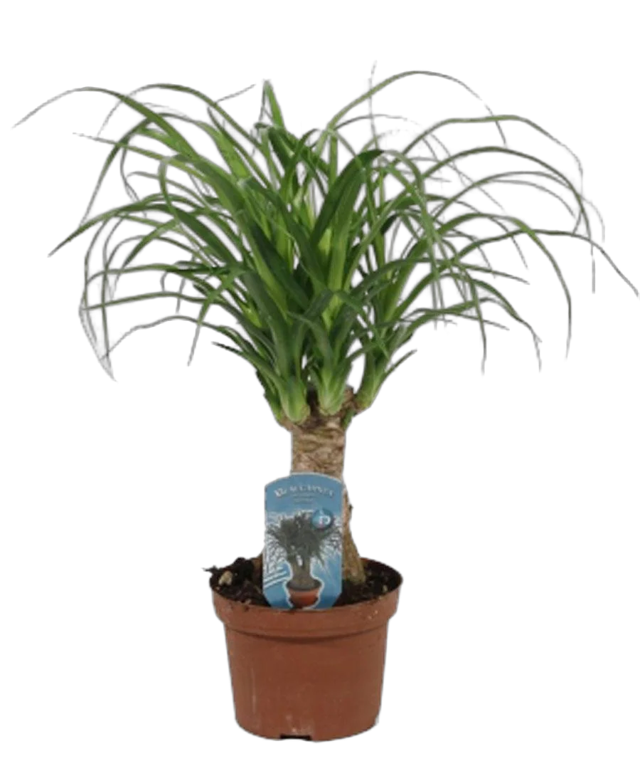 Пальма Нолина, бутылочная пальма D15 H60