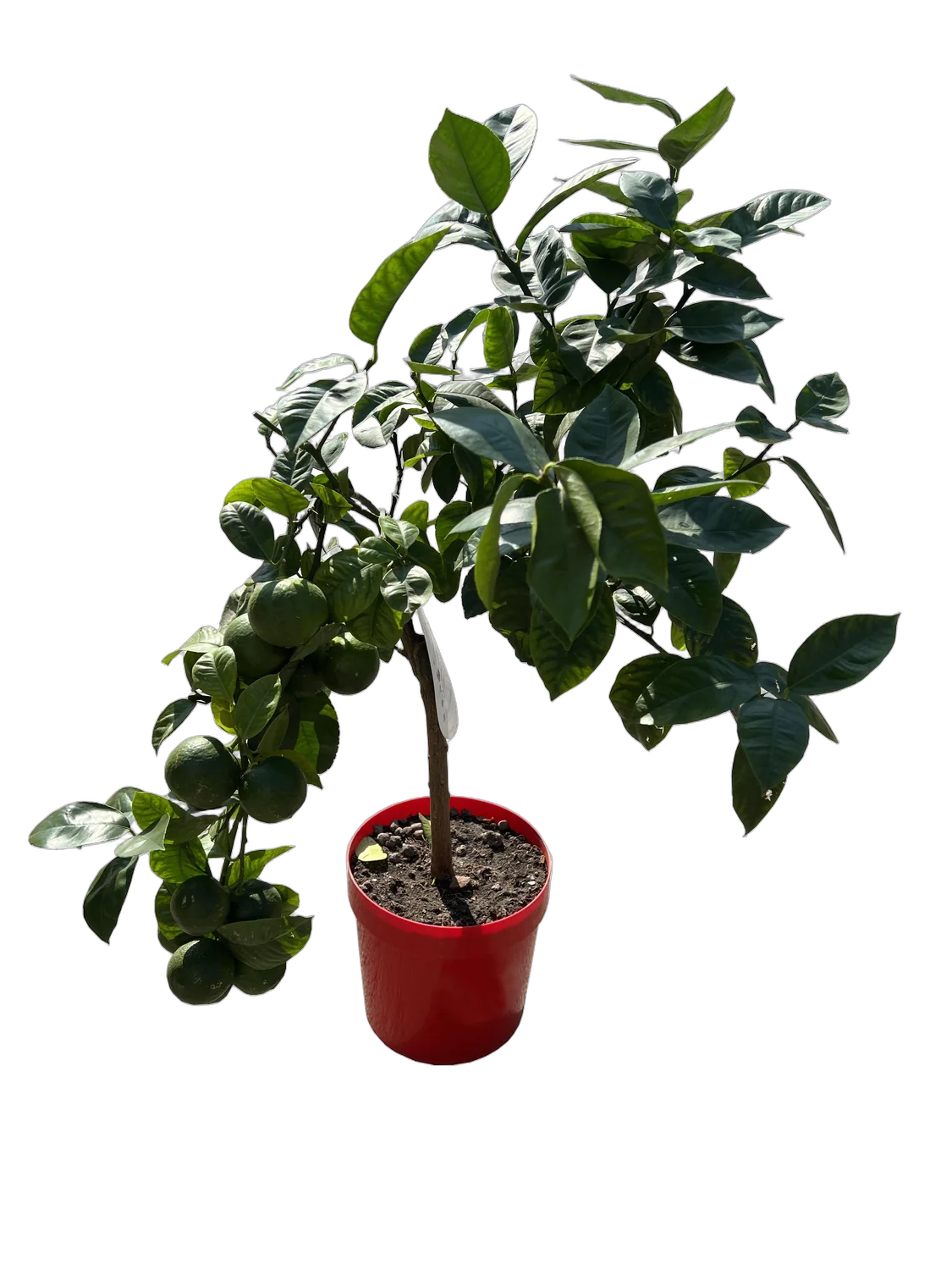 Радужный Лимон Аркобал или Аркобалено 70 см