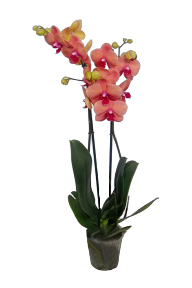Фаленопсис Multi Princess Esmeralda - 2 цветоноса Phalaenopsis D12 H50