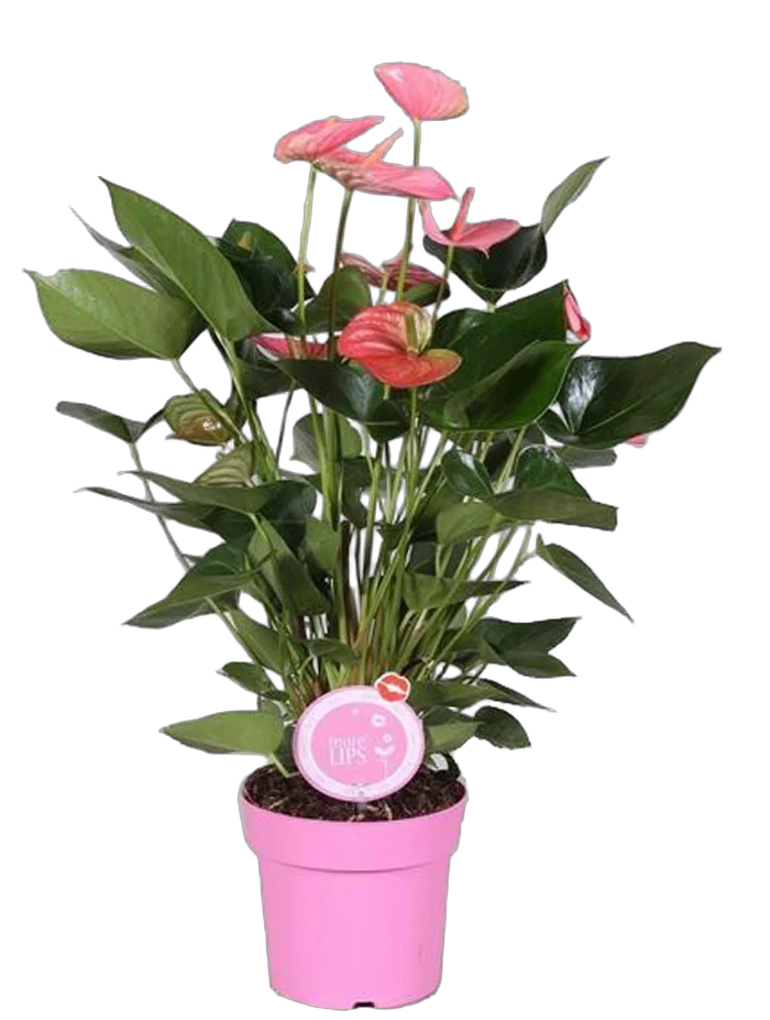 Антуриум Андреанум Пандола - Anthurium  Pandola розовый D17 H60
