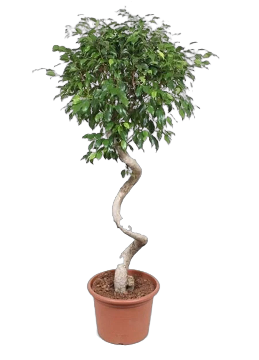 Фикус Бенджамина Экзотика спираль - Ficus benjamina Exotica D40 H180