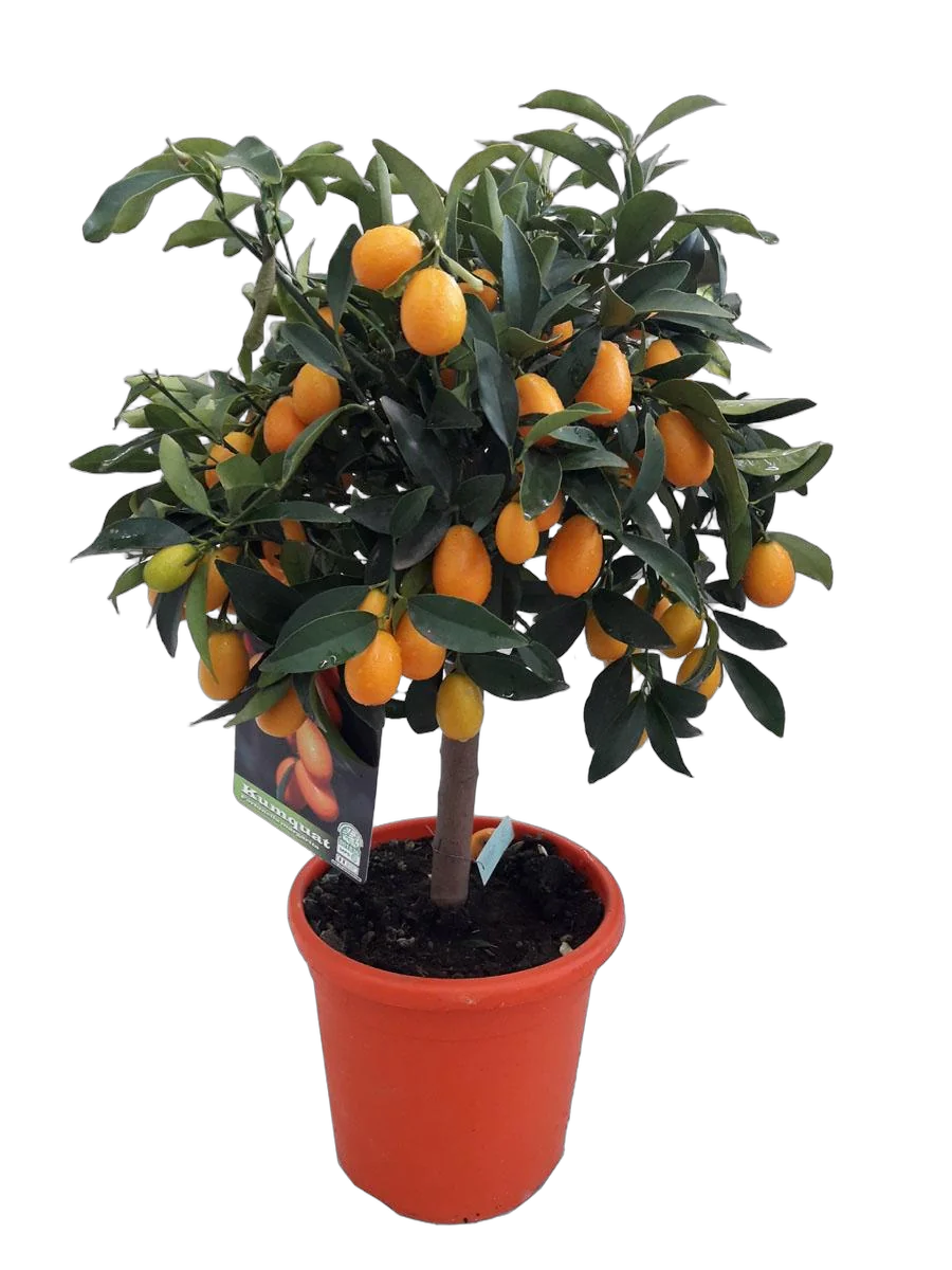 Маруми Кумкват - Marumi Kumquat D21 H70