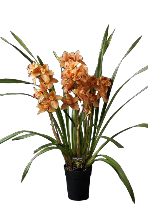 Цимбидиум Mighty Mouse - Cymbidium D18 H90