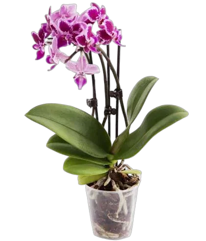 Фаленопсис мини 4 цветоноса - Phalaenopsis Multiflora D9 H15