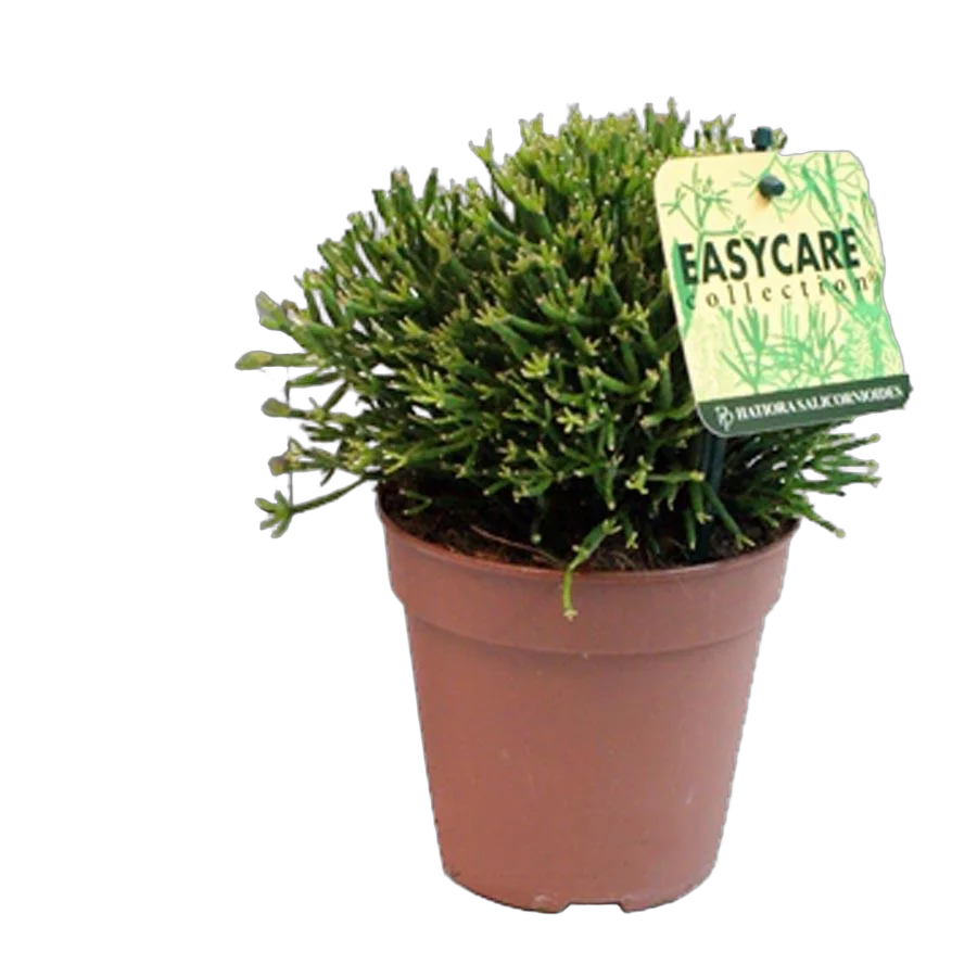 Хатиора саликорниевидная - Hatiora salicornioides D15 H20