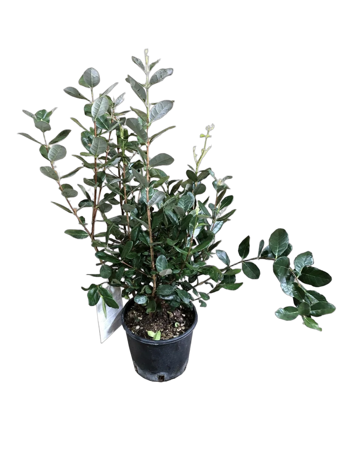 Псидиум, или Гуава -  Psidium D17 H70