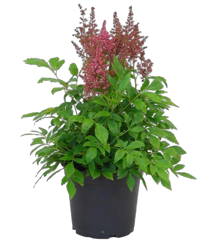 Астильба Г. Арендса Рубенс - Astilbe Rubens D14 H40