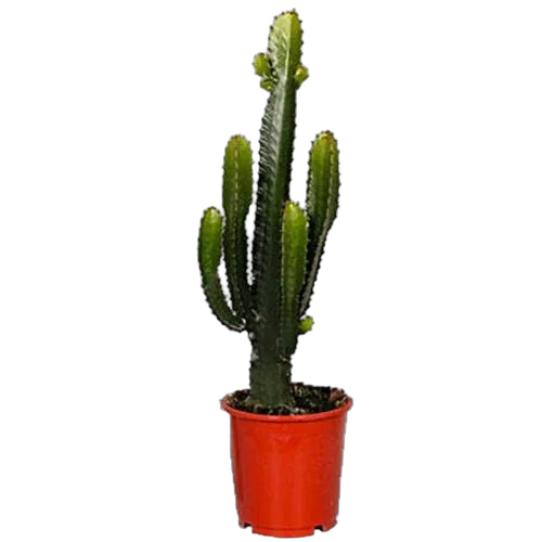 Молочай Акруренсис - Euphorbia Acrurensis D27 H90