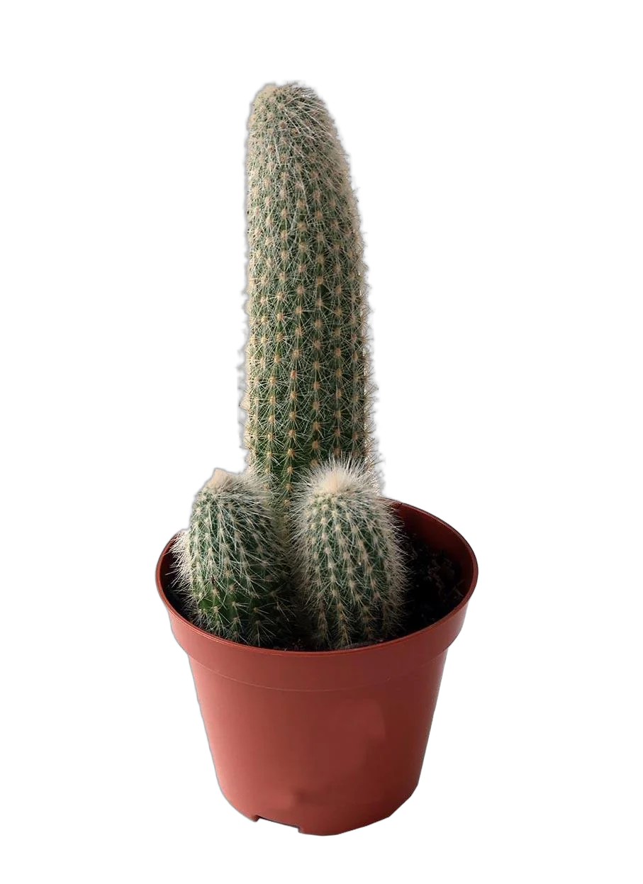 Клейстокактус Штрауса - Cleistocactus strausii D15 H40