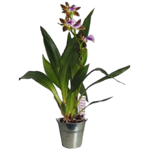 Зегопеталиум