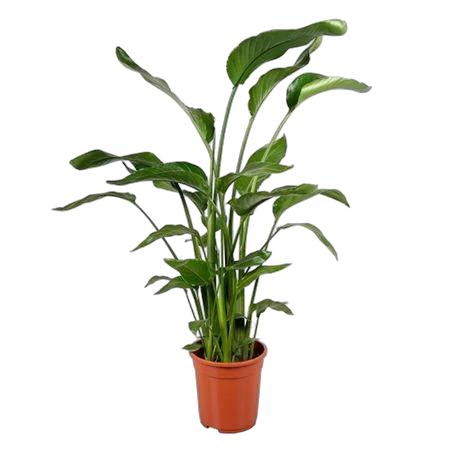 Стрелиция Николай 4пп - Strelitzia Nicolai D21 H120