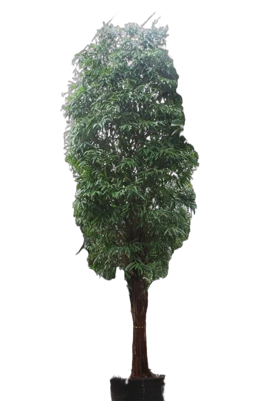 Фикус Биннедика Али - Ficus binnendijkii Alii  D96 H625