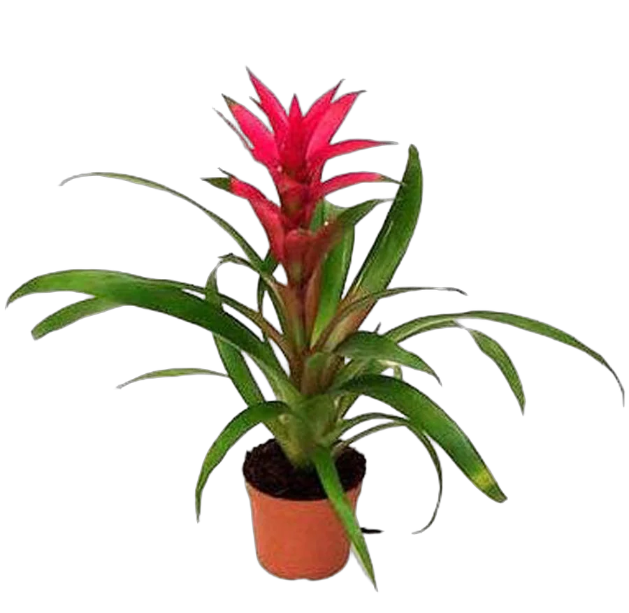 Гусмания розовая - Guzmania Buena Vista D10 H35