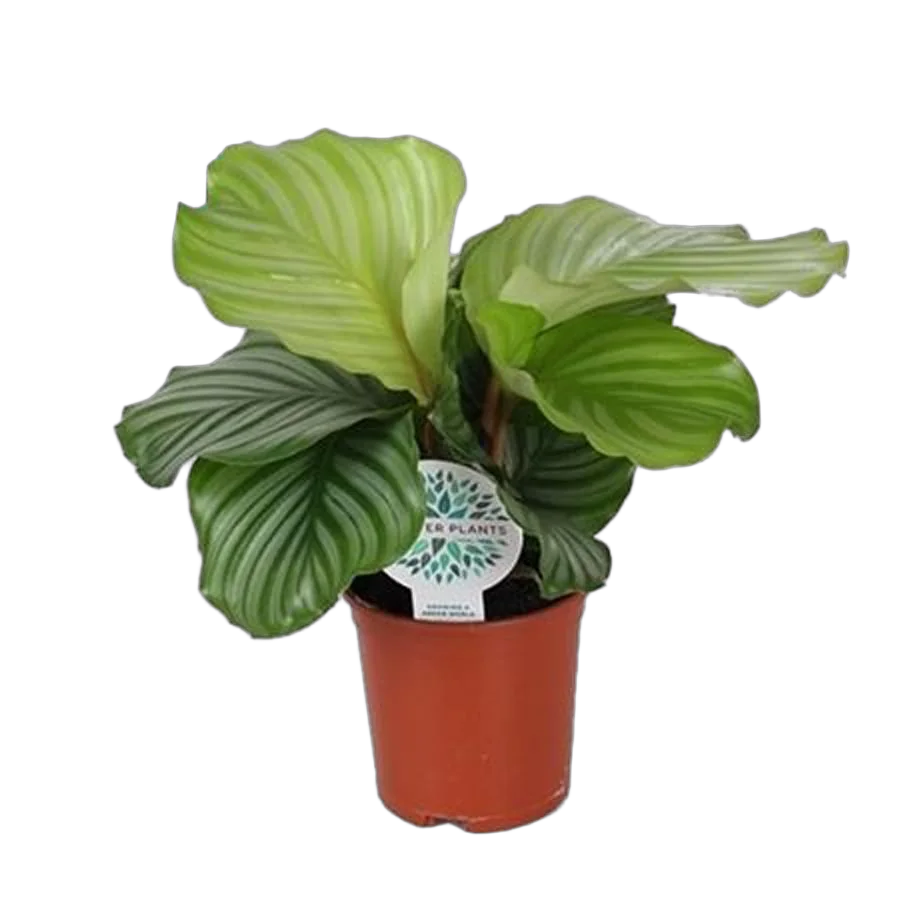Калатея орбифолия - Calathea orbifolia D14 H45