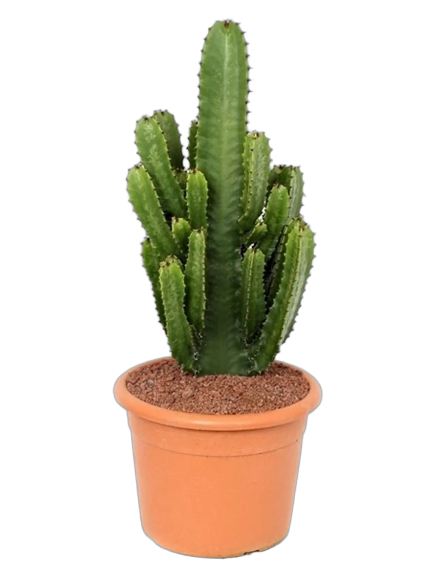 Молочай Акреренсис - Euphorbia Acruensis D20 H50