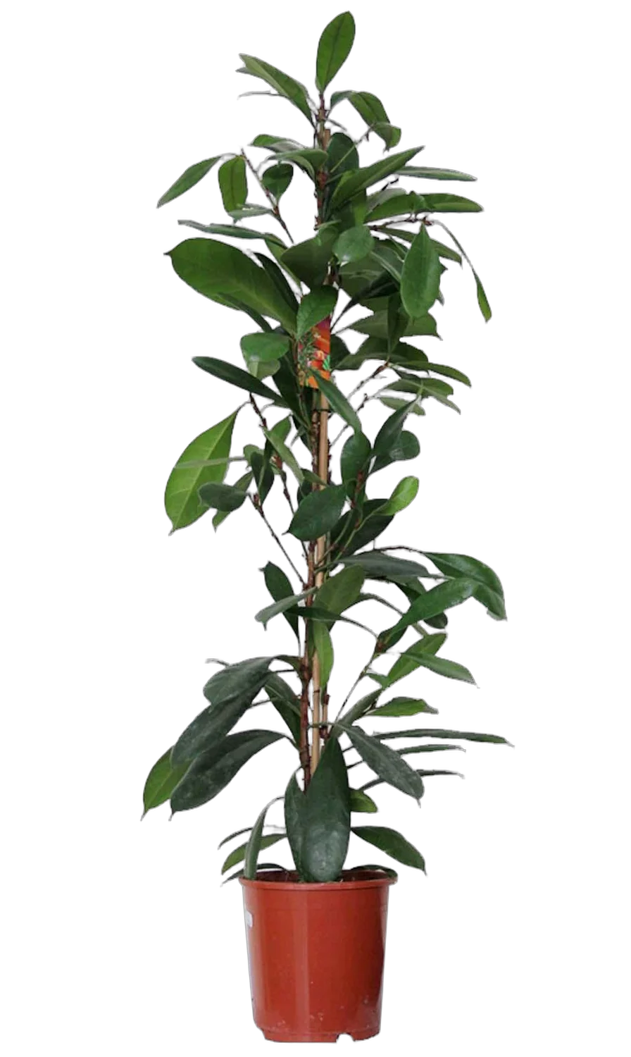 Фикус Циатистипула - Ficus Cyatistipula Zuil D21 H110