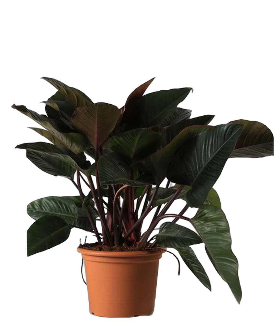 Филодендрон Конго Ред - Philodendron Congo Red D35 H120