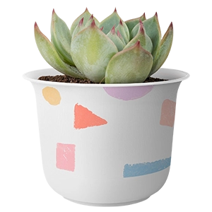 Суккуленты