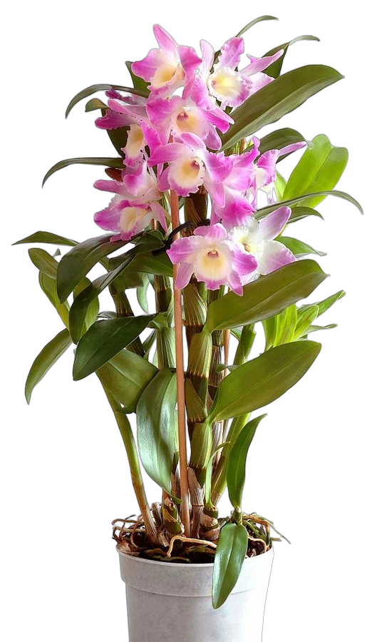 Дендробиум Нобиле розовый - Dendrobium nobile D12 H55