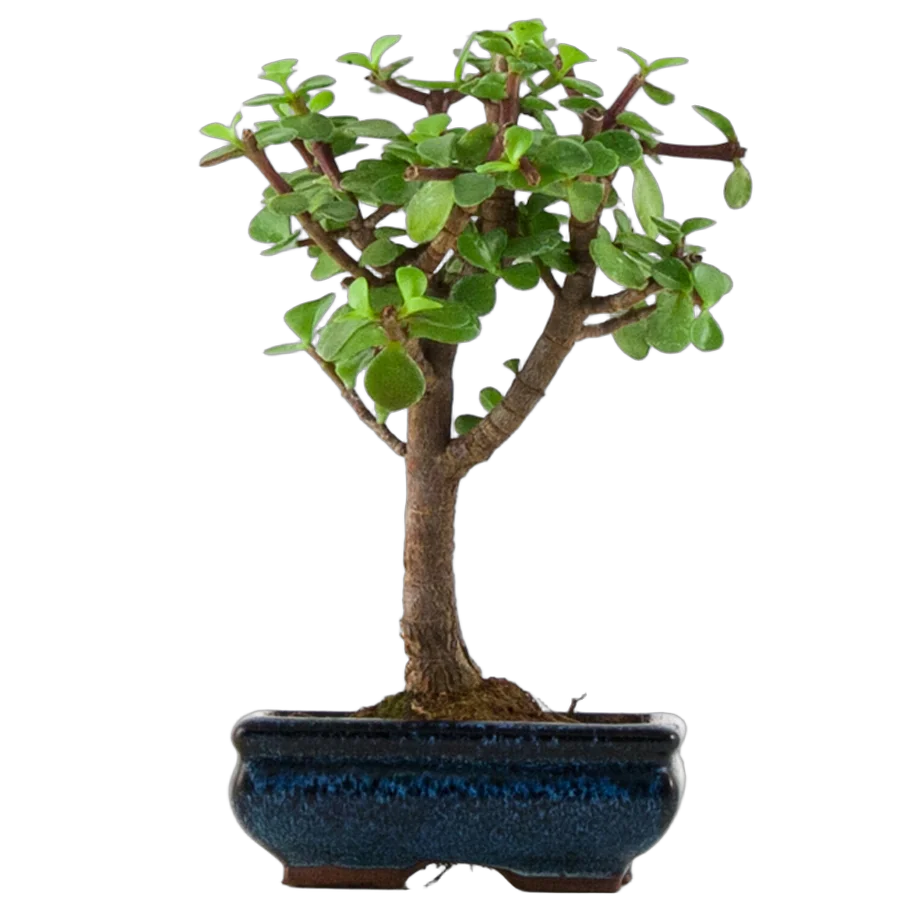 Бонсай Красула (денежное дерево) D10 H20