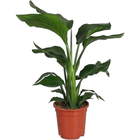 Стрелиция Николай - Strelitzia Nicolai D17 H70