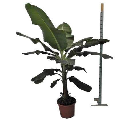 Банан Киевский Карлик D40 H200