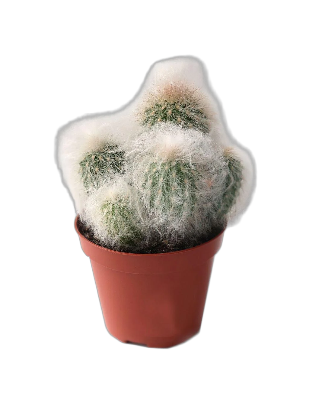 Эспостоа удивительная - Espostoa mirabilis D12 H20