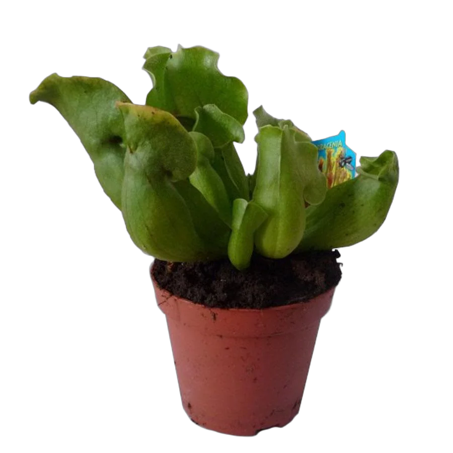 Саррацения