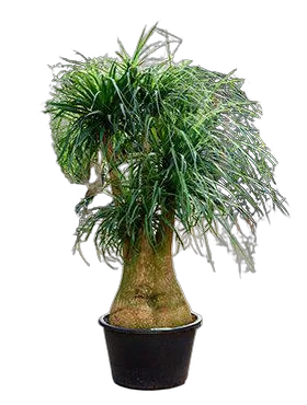 Пальма Нолина D80 H180