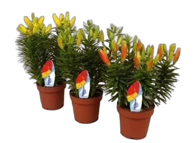 Лилия Азиатская микс - Lilium Az d12 H40