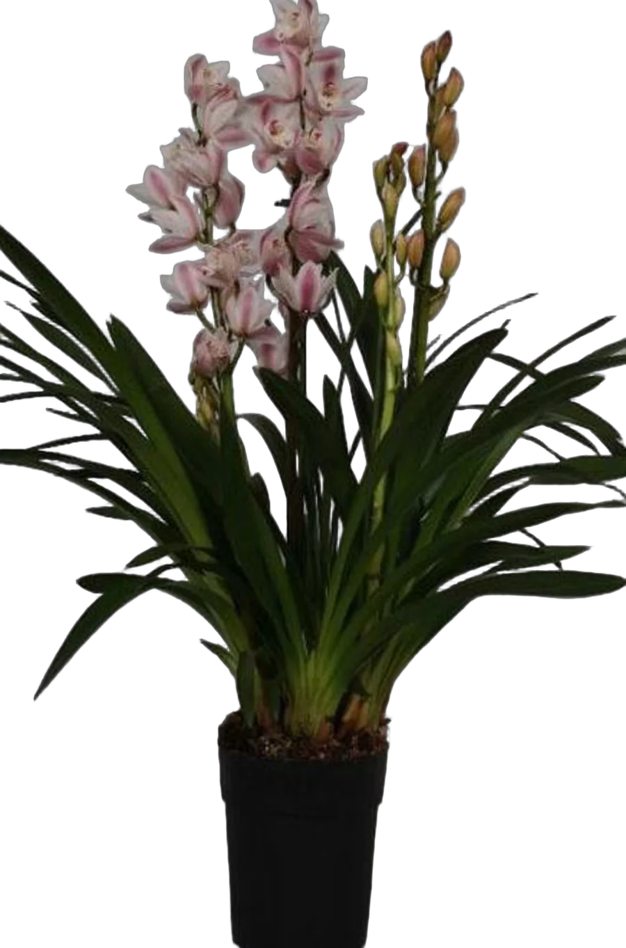 Цимбидиум Розовый - Cymbidium D18 H90