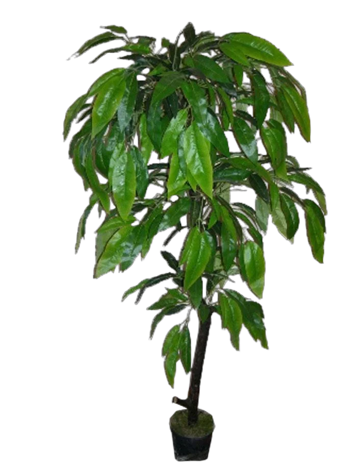 Манго - Mangifera D30 H180