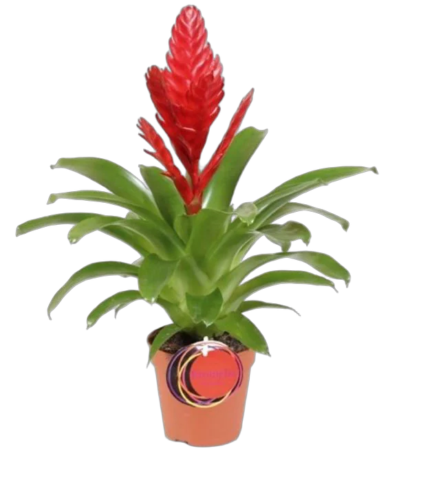 Фризея Stream красная - Vriesea Stream D12 H50