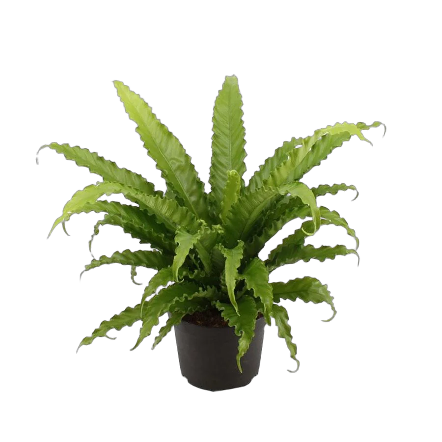 Асплениум - Asplenium antiquum crissie D19 H45