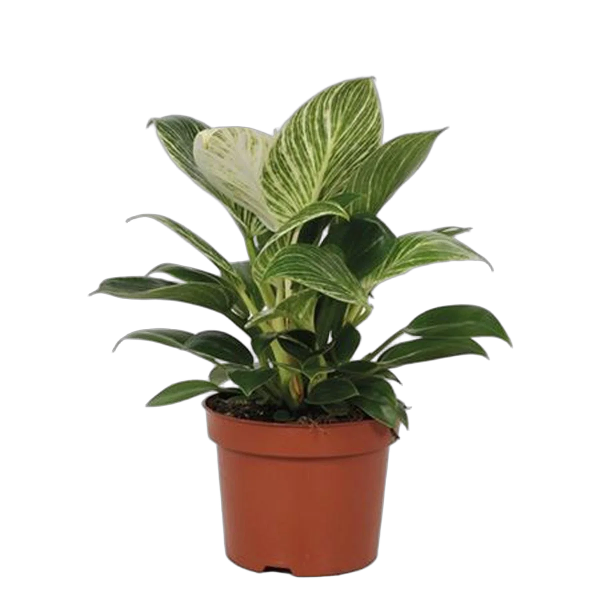 Филодендрон Вайт вейв - Philodendron White Wave D12 H35