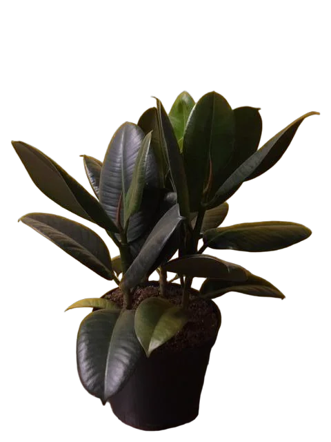 Фикус эластика Абиджан - Ficus elastica Abidjan D19 H45