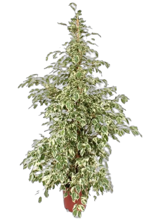 Фикус Бенджамина Твайлайт - Ficus Benjamina Twilight D28 H140