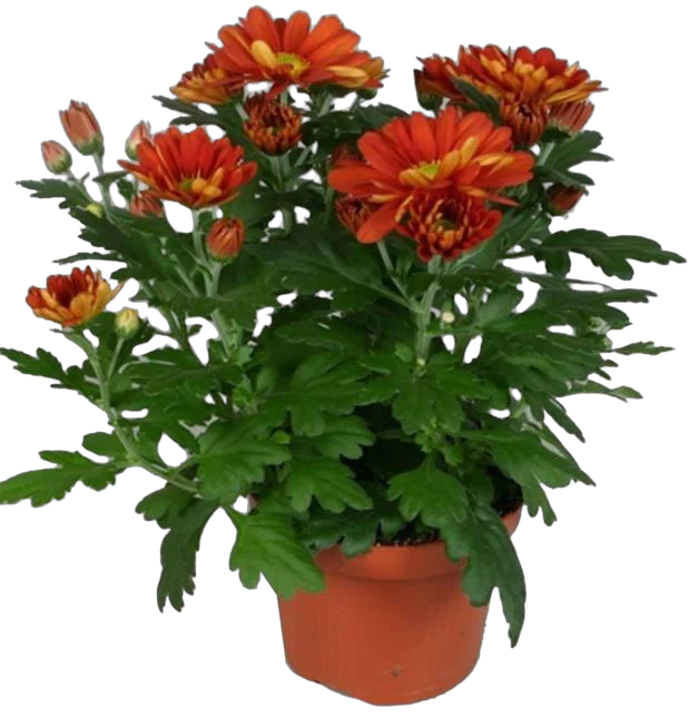 Хризантема  Бронзовая - Chrysanthemum Bronze/Brown D12 H27
