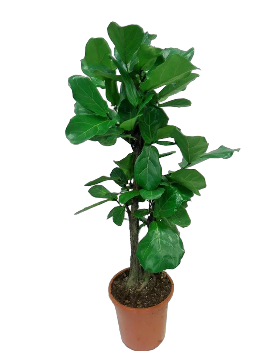Фикус Лировидный (Лирата) - Ficus lyrata D30 H130